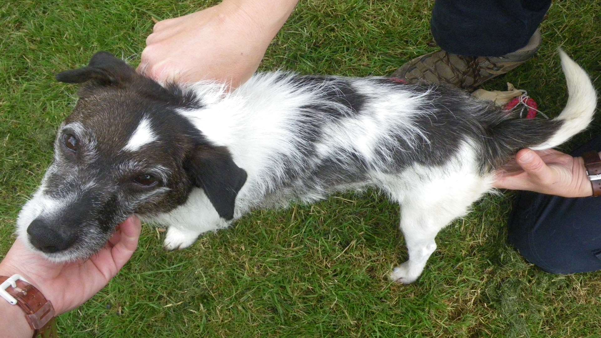 A Dover couple left this Jack Russell emaciated