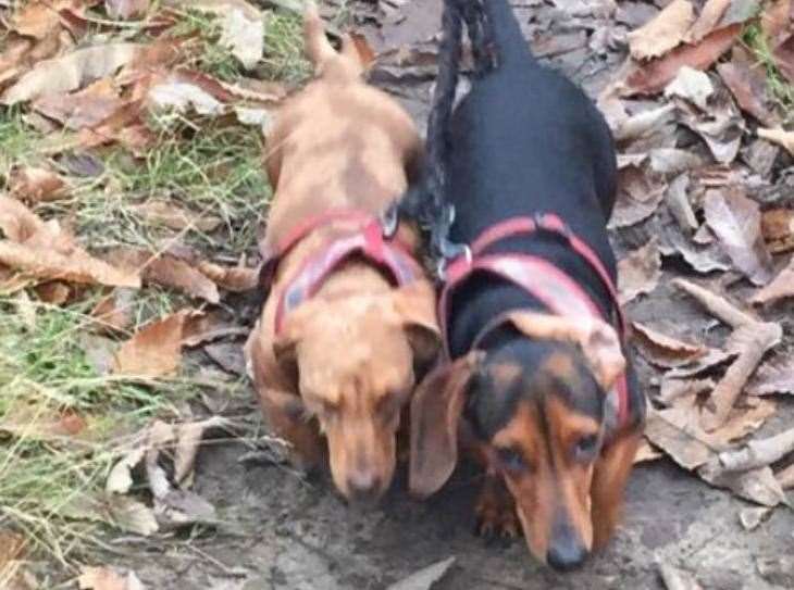 Two Dachshund's were stolen from a home in East Farleigh