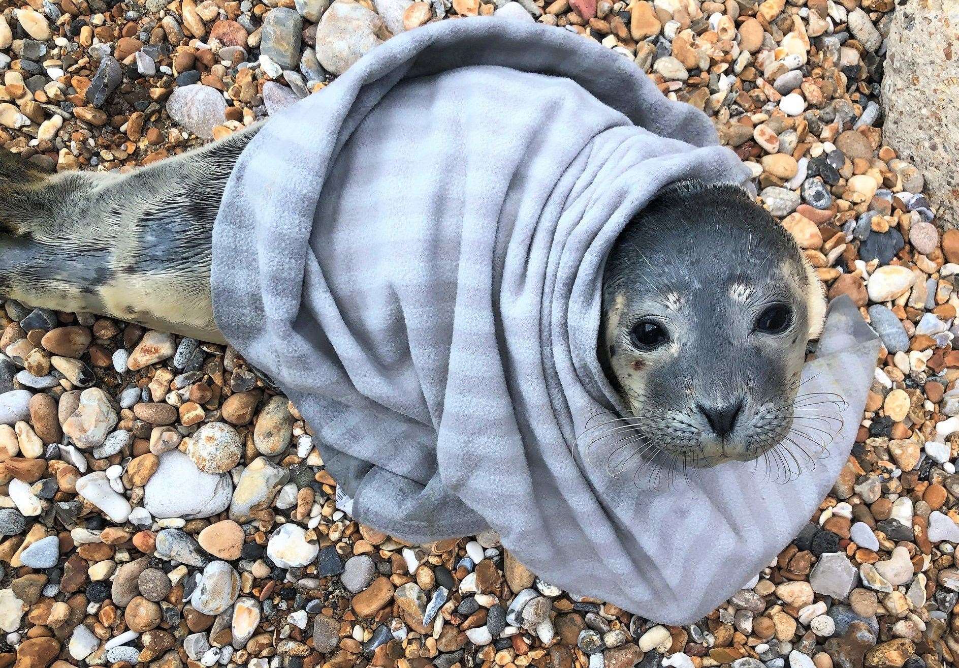 The tiny mammal was wrapped up and taken to recover. Photo: Folkestone Coastguard