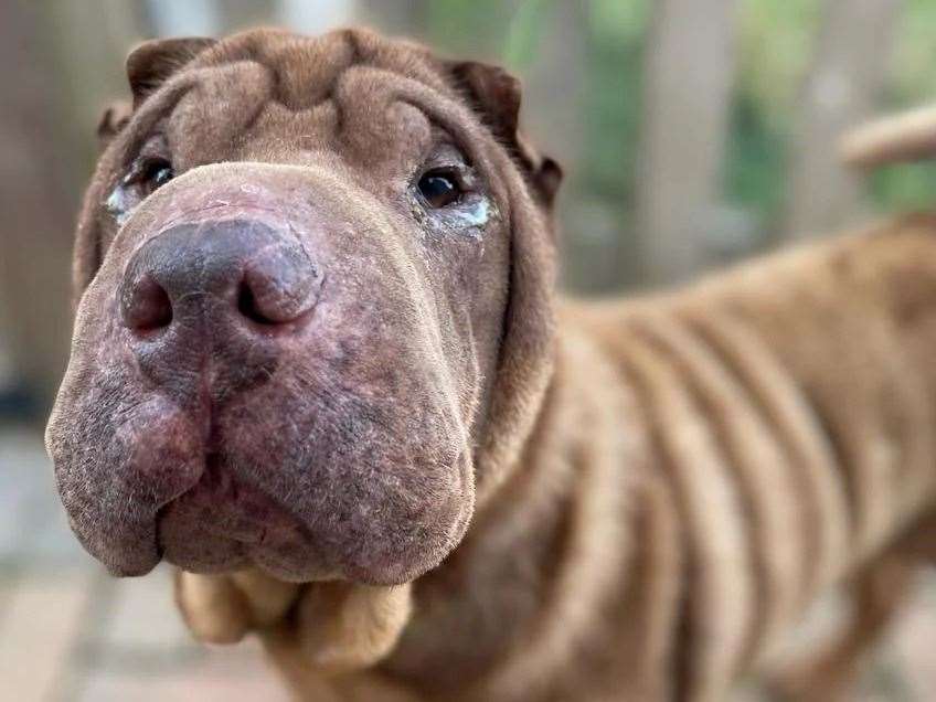 The male Shar Pei had gooey eyes when he was found wandering the streets