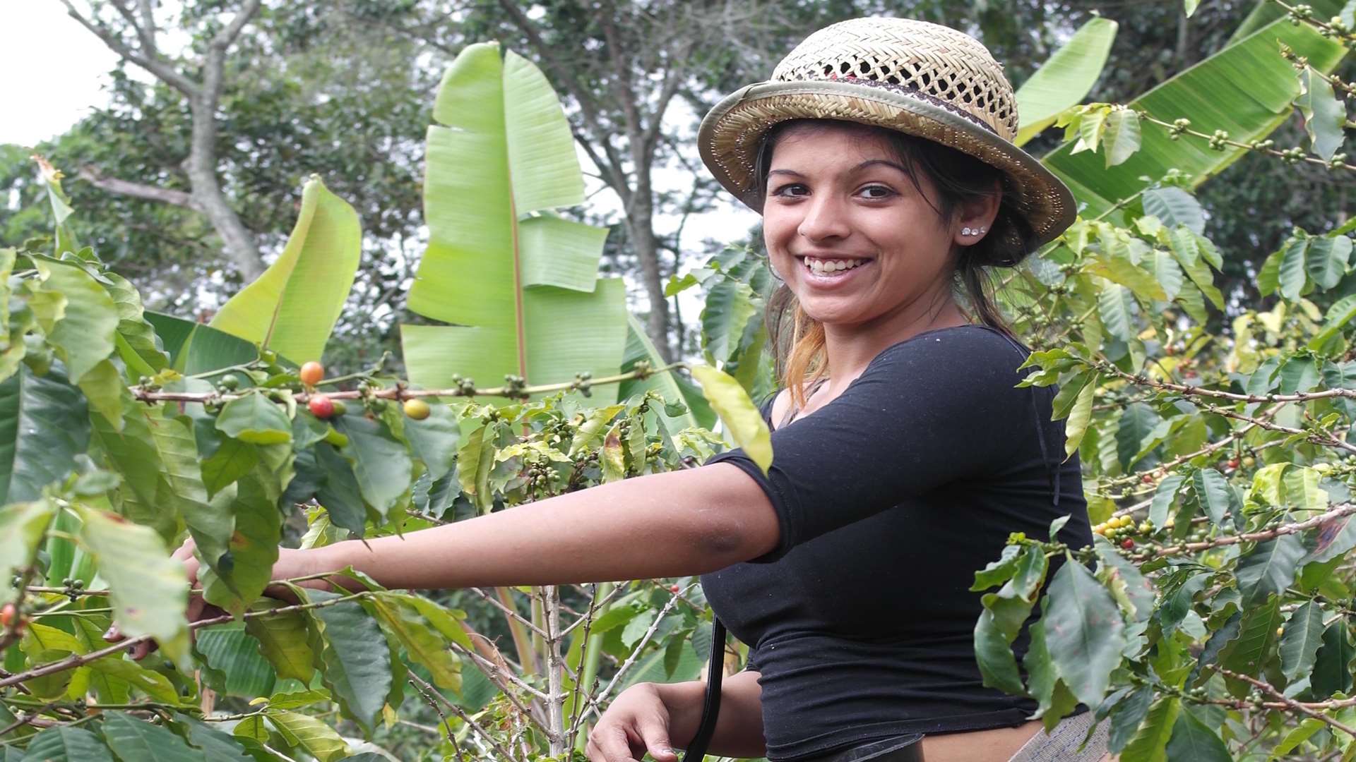 Taz Rahman picking coffee beans in Colombia as part of the trust's international project