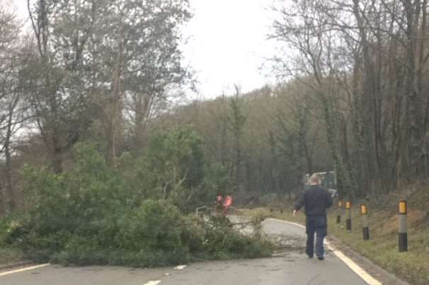 Tree blocks major county route. Picture: @__aims