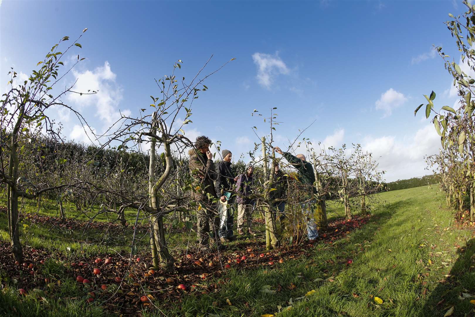 Large apple trees are grown at East Malling Research
