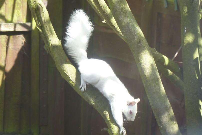 Albino squirrel spotted in Hawkinge