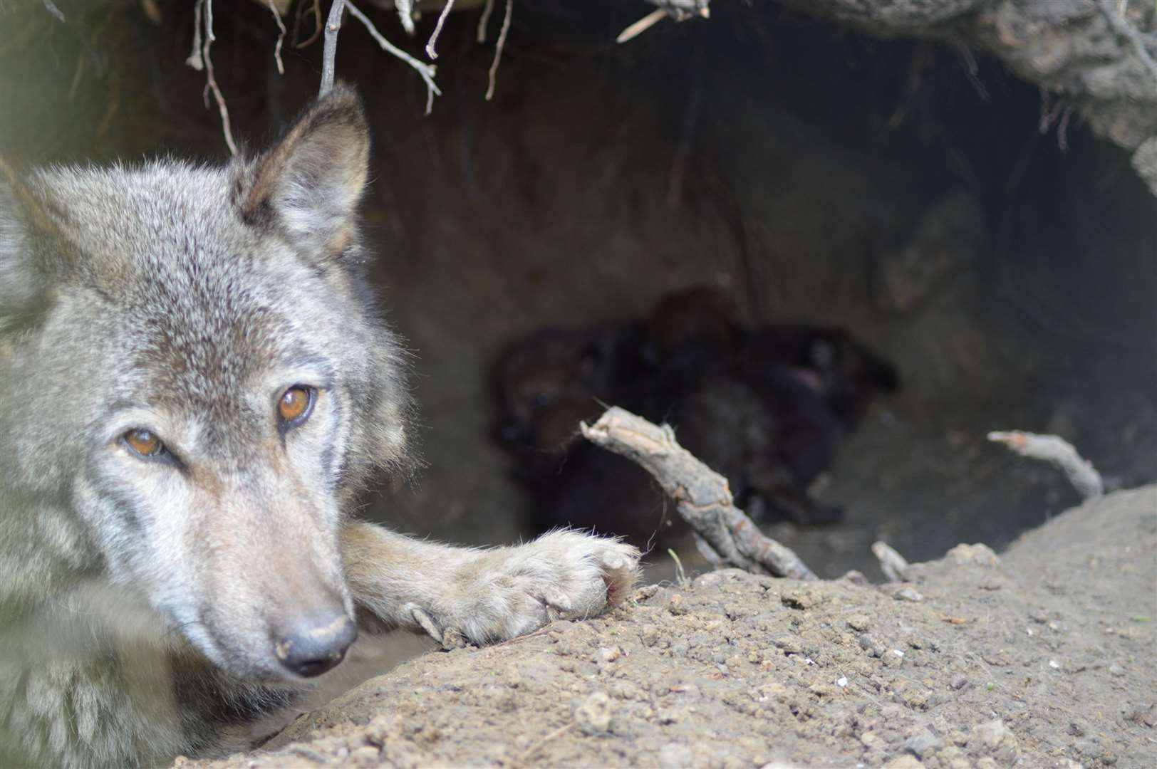 Wingham welcomed its first ever European wolf pups in 2017