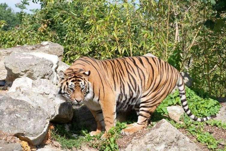 Tigress Indah who has had to be put down