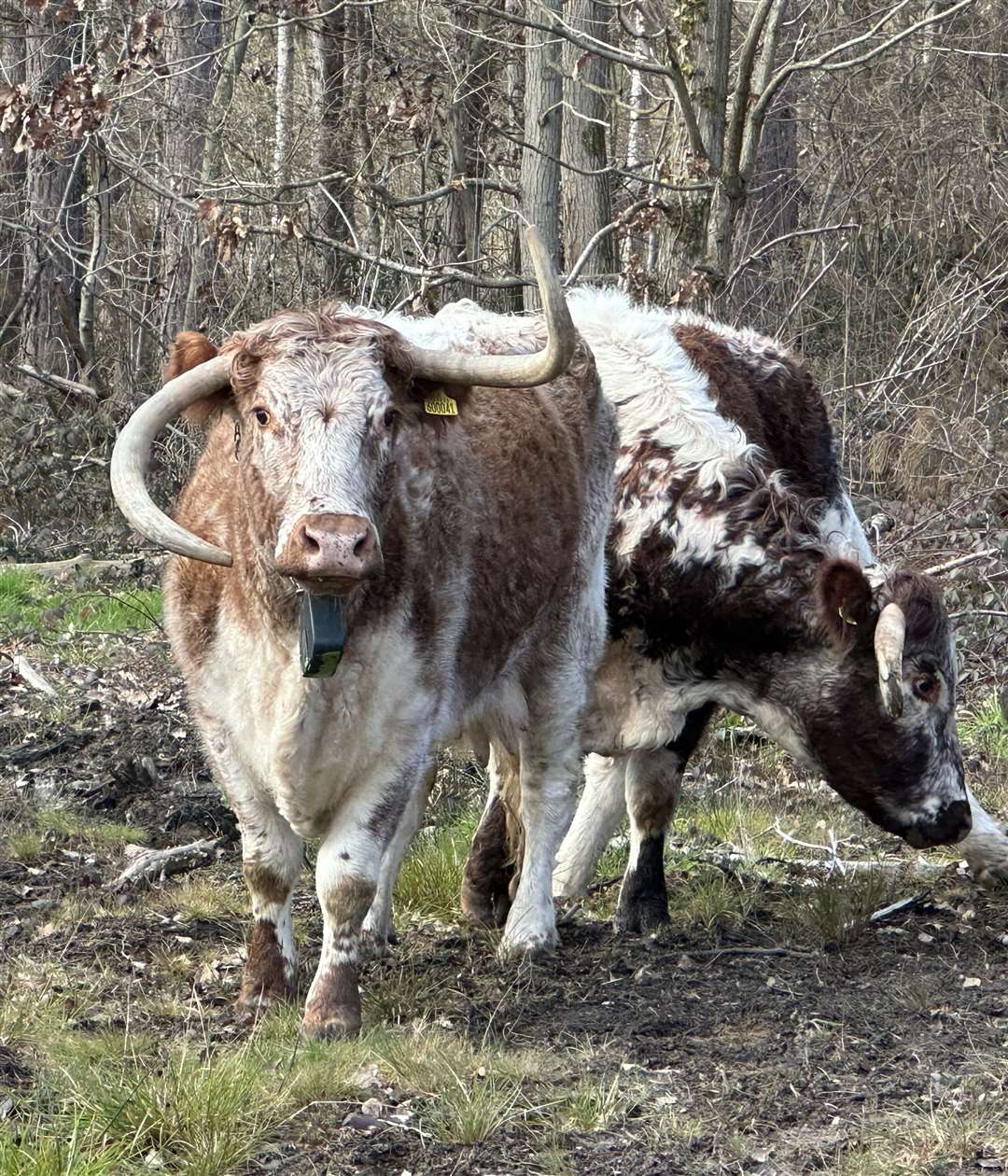 Long-horn cattle have recently arrived at the woodland Picture: Kent Wildlife Trust