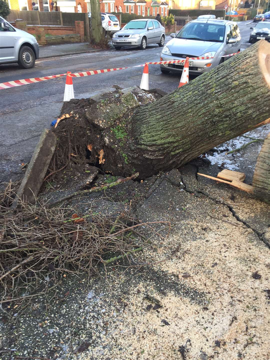 Contractors have been cutting up the fallen tree in Stanley Road, Cheriton