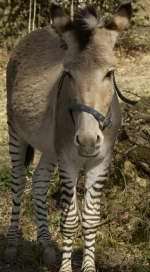 The zedonk: half zebra, half donkey