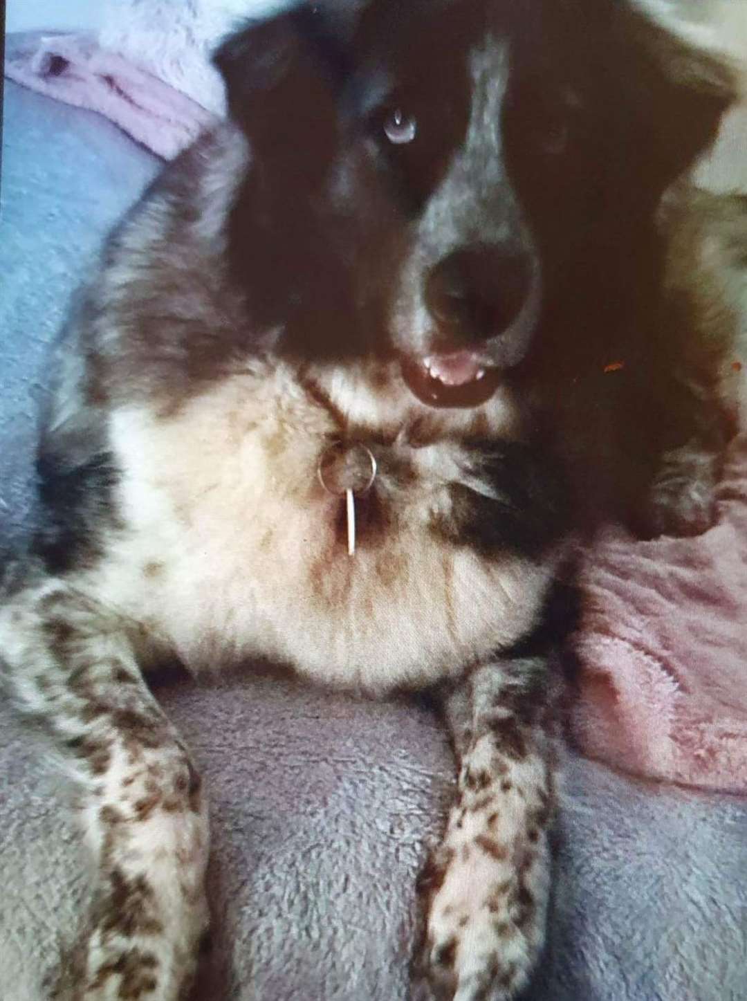 Rosa, who has been lost since her owner was hit by a car on Saturday, January 14