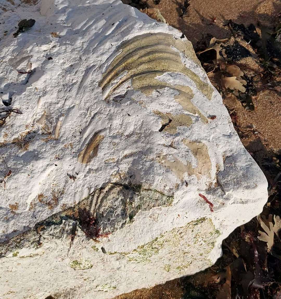 A beach-goer believes they spotted a fossil in the chalk following a cliff fall in Dumpton Gap. Picture: Chris Cove
