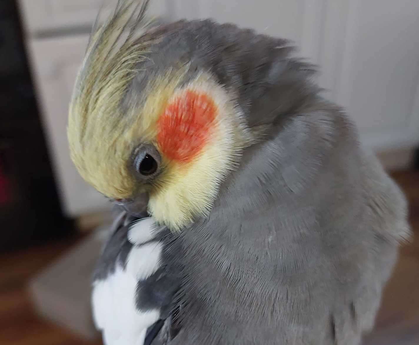 Milo the cockatiel went missing from Sittingbourne Picture: Julie Trout