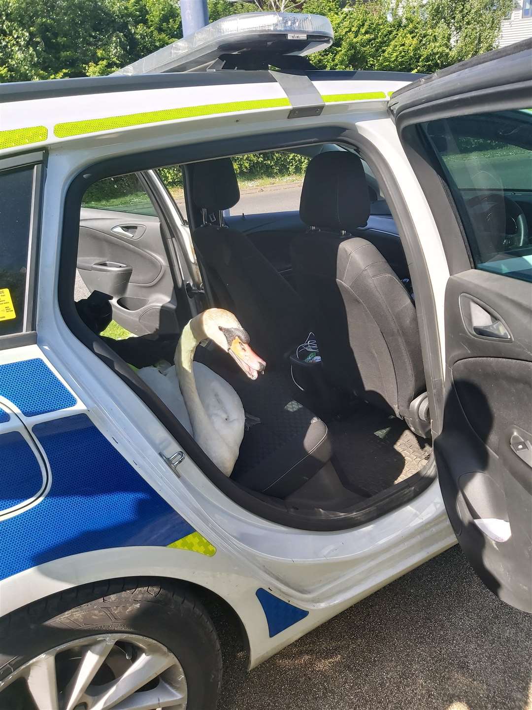 A swan was rescued by police after being found walking along University Way, Dartford