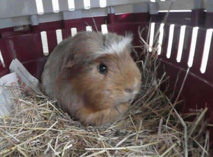 Mento the guinea pig is looking for a home (19811417)