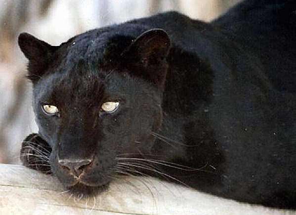 Are black leopards like this really prowling the wilds of Kent? File image