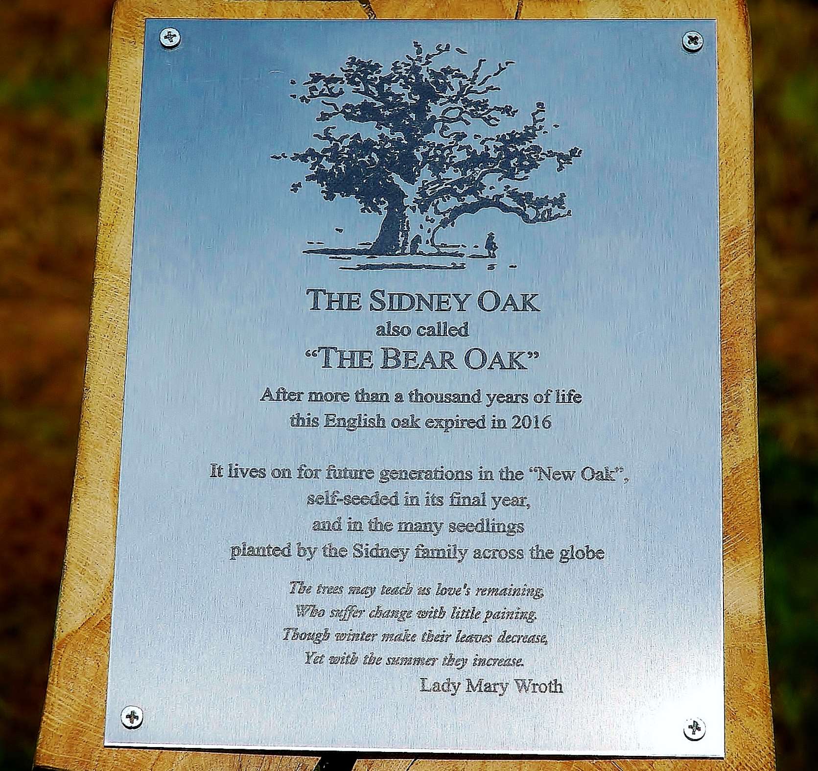 The plaque to the Sidney Oak