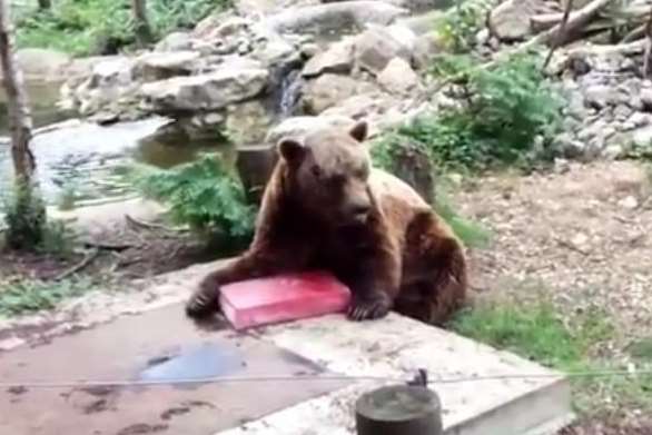 One of the bears tucks into a ice lolly