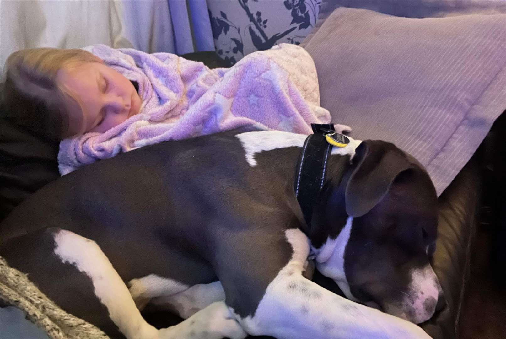 XL Bully Ossie and seven-year-old Elizabeth are best friends