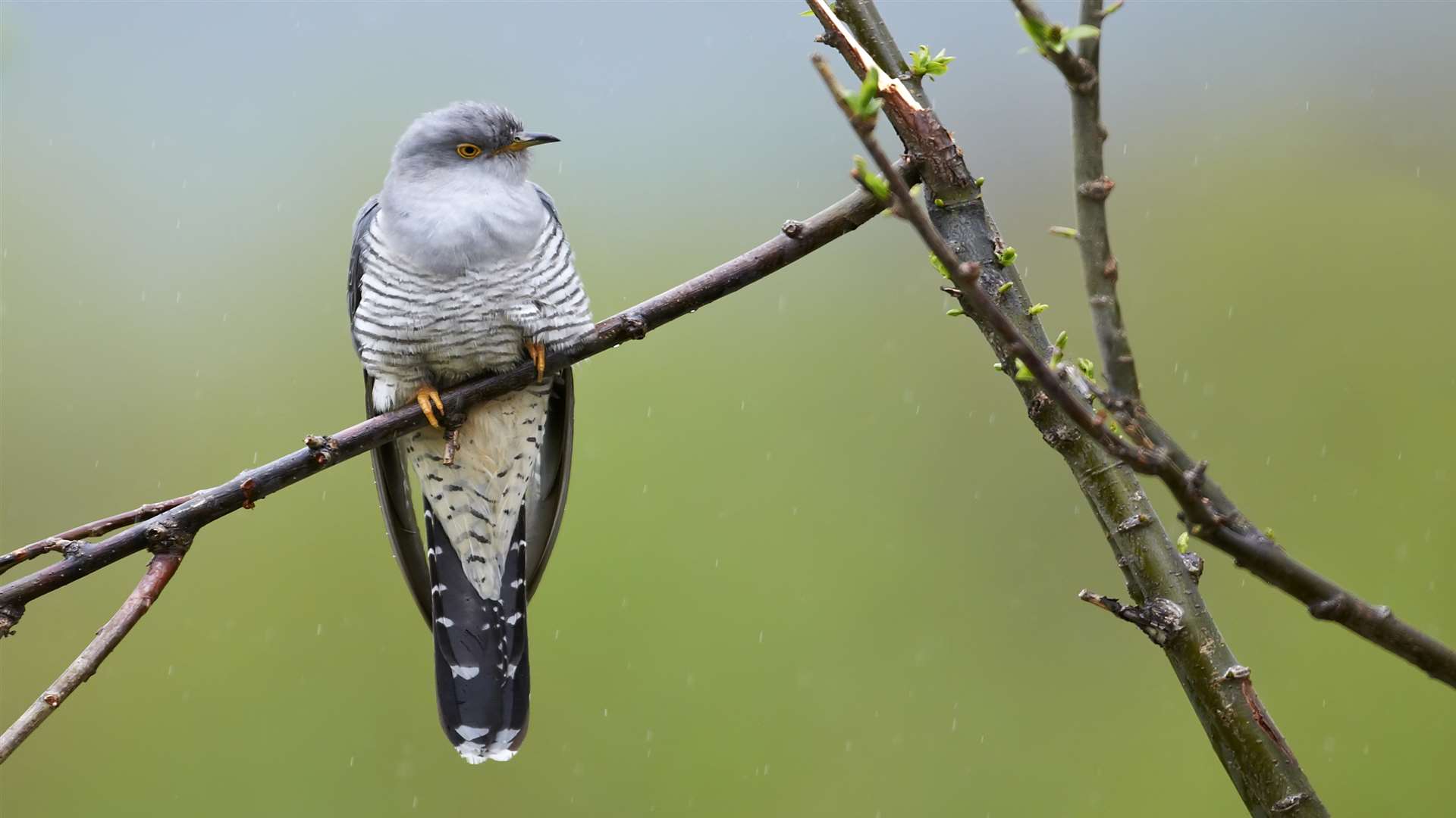 Perching common cuckoo (Cuculus canorus)
