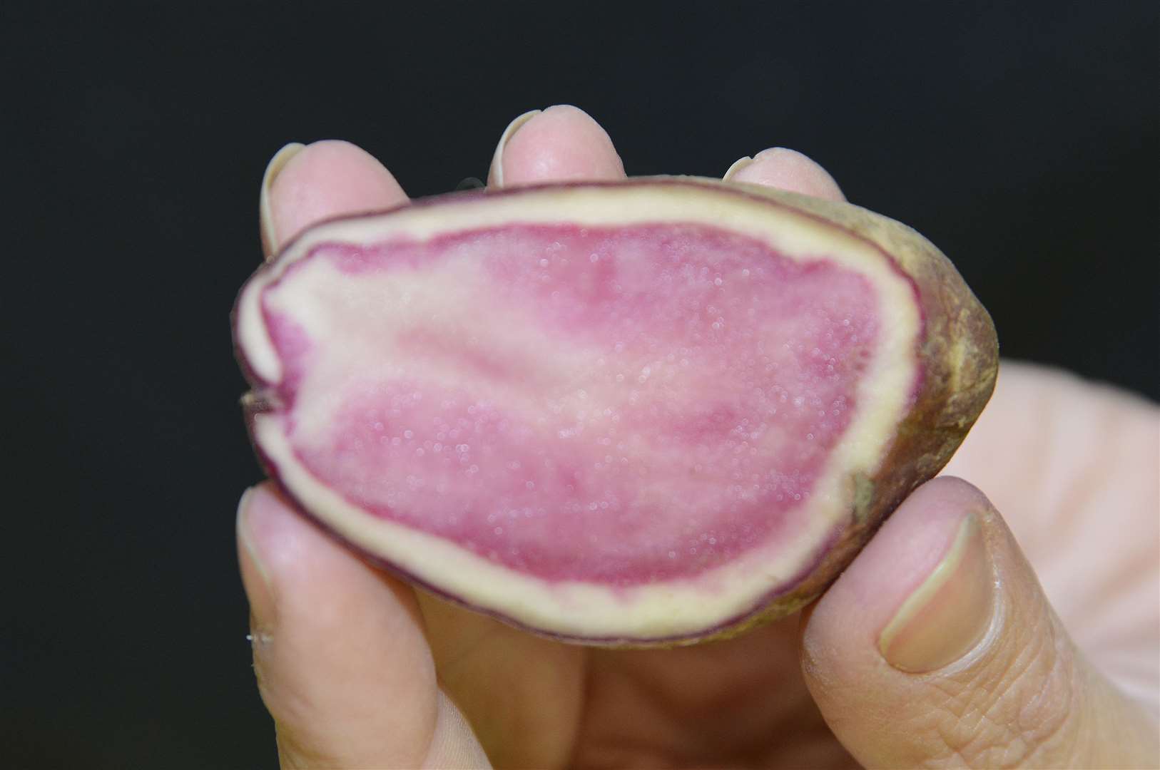 A Hyland Burgundy Red potato