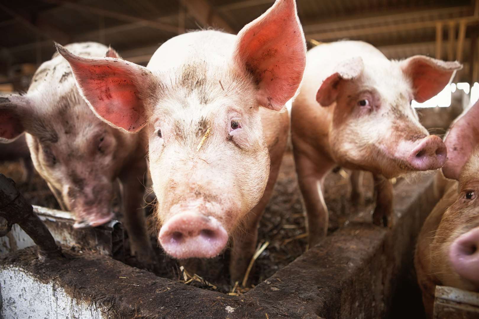 There have been cases of pigs being taken on flights Picture: iStock