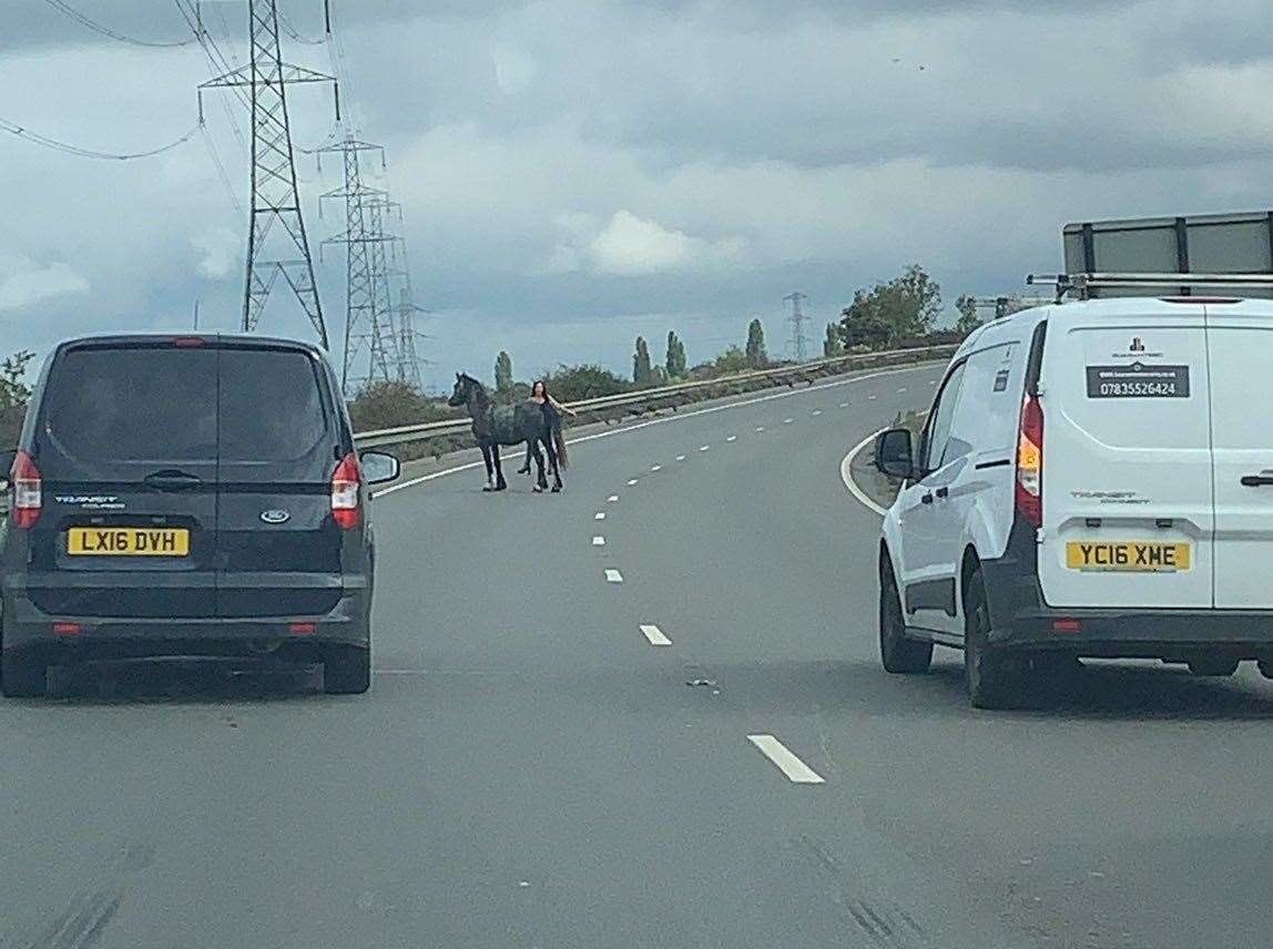 Traffic was brought to a halt by horses in Dartford in October. Photo: Debbie Whitchurch