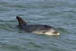 Dave the Dolphin is reported to be safe and well. Picture: TERRY WHITTAKER