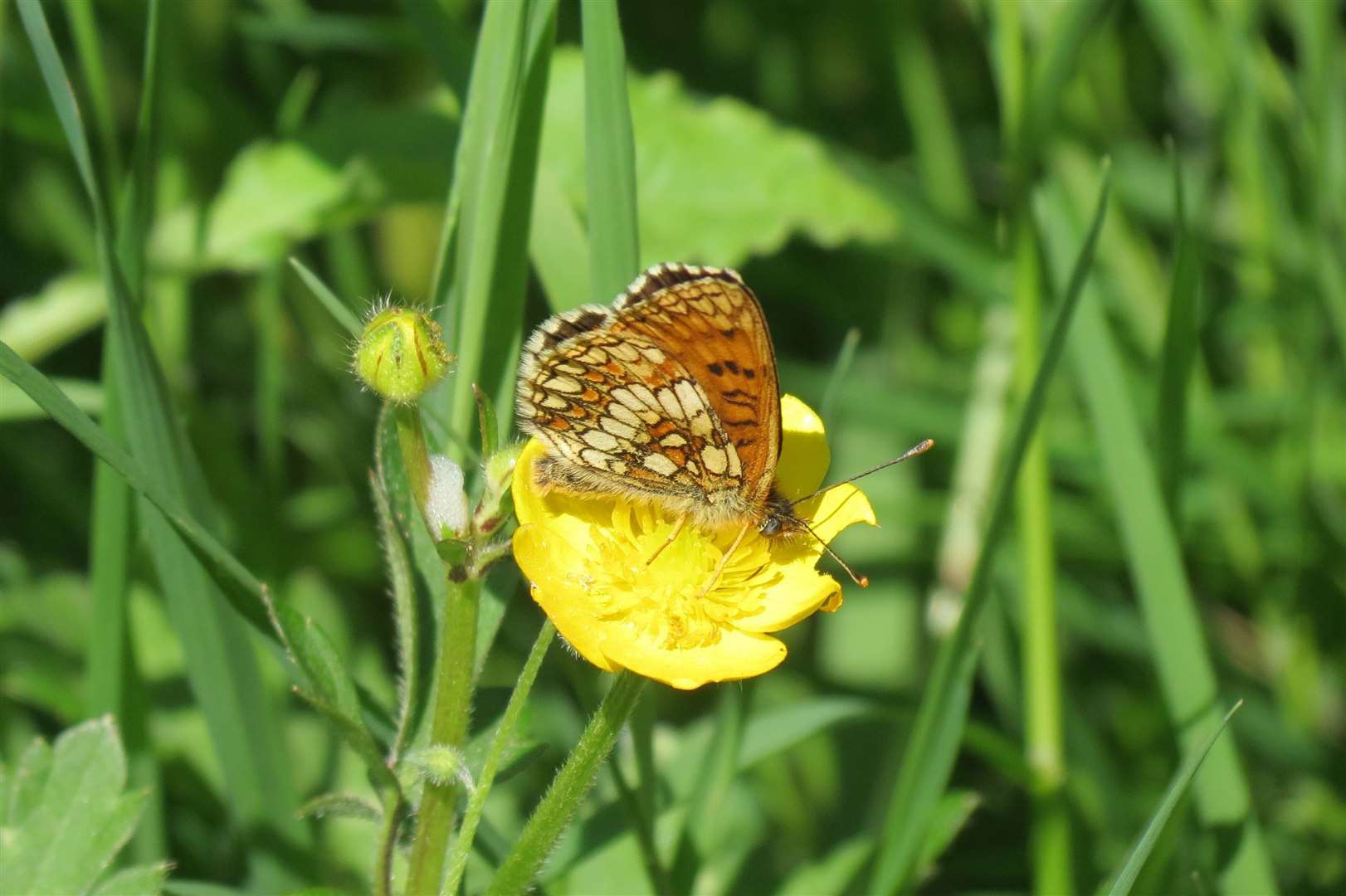 The Heath Fritillary is listed as endangered