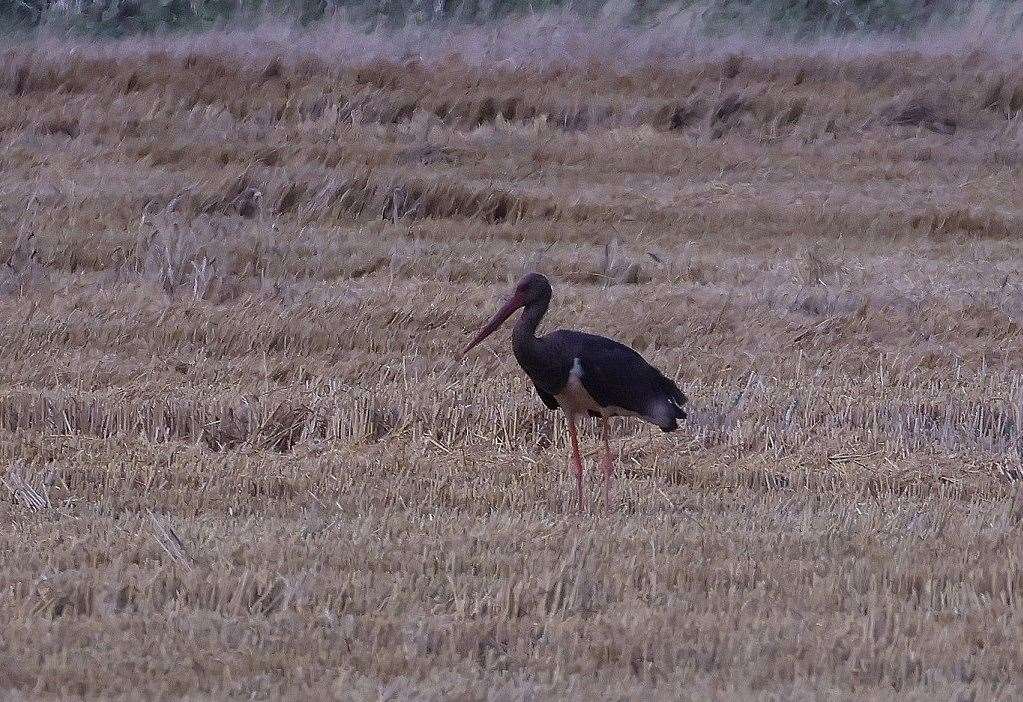 Black storks are a rare occurrence in the UK. Picture: Robs Birding