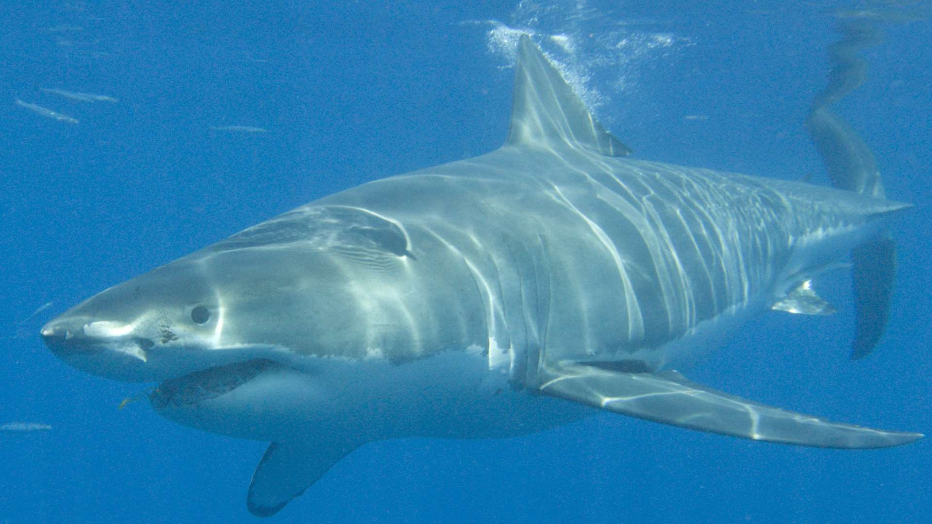 The shark bit Frankie Gonsalves' foot and calf. Chuck Babbitt/Getty Images/iStockphoto.