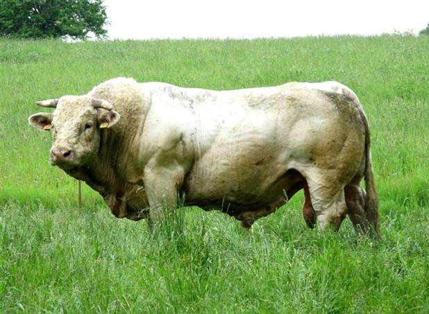 A bull is on the loose in Pembury. Stock picture
