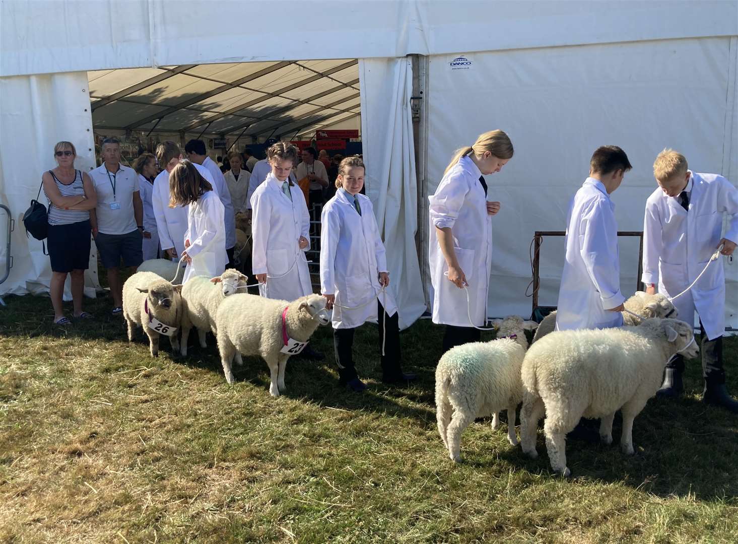 Lambs being led to the show ring
