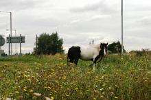 A horse has been left in the middle of a roundabout on an industrial estate in Gravesend.