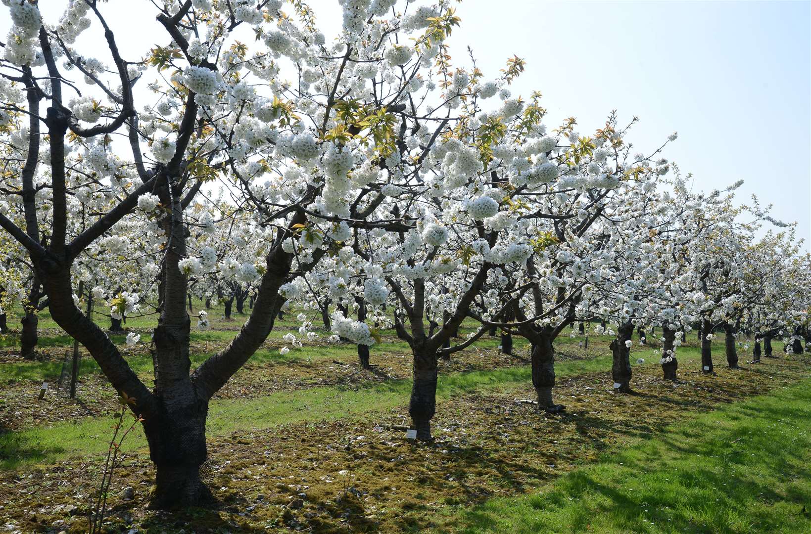 See the blossom in bloom in Faversham Picture: Gary Browne