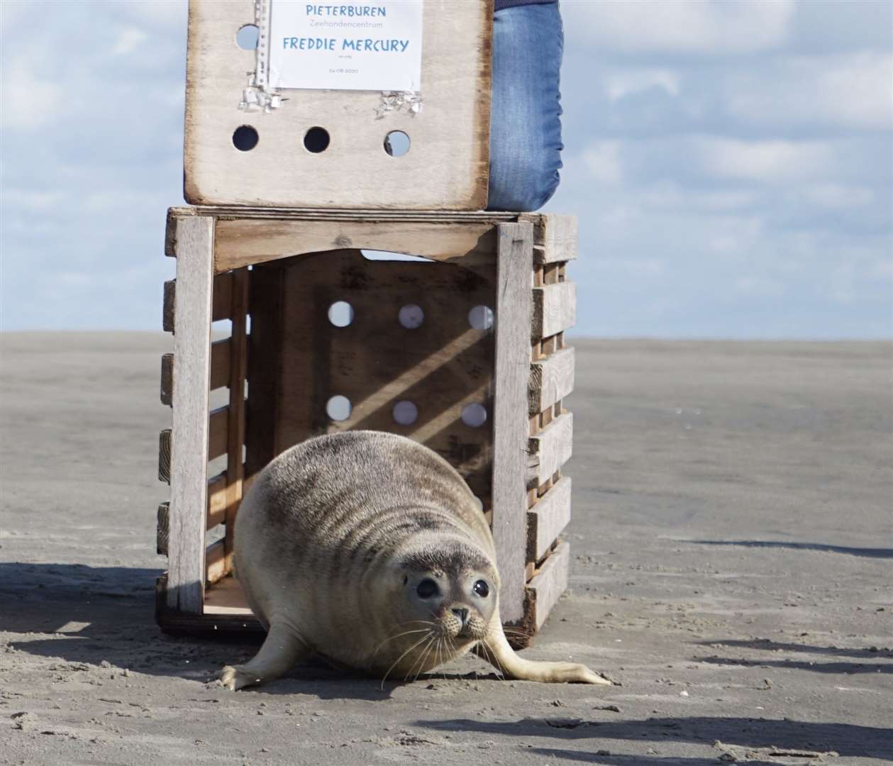 Freddie being released in August last year from the seal sanctuary in the Netherlands. Picture: Zeehondencentrum