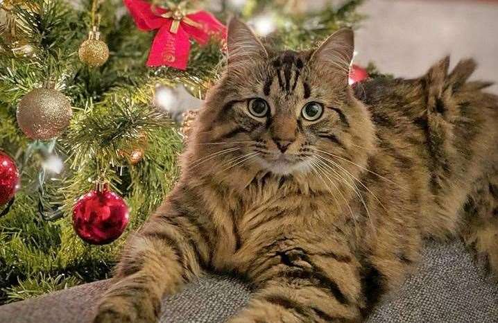 The festive season can be an exciting time for cats with smells, sights and sounds to grab their attention.