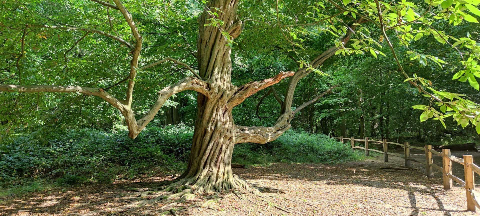 The Teapot Tree in Ashenbank Wood made the final shortlist Pic: The Woodland Trust