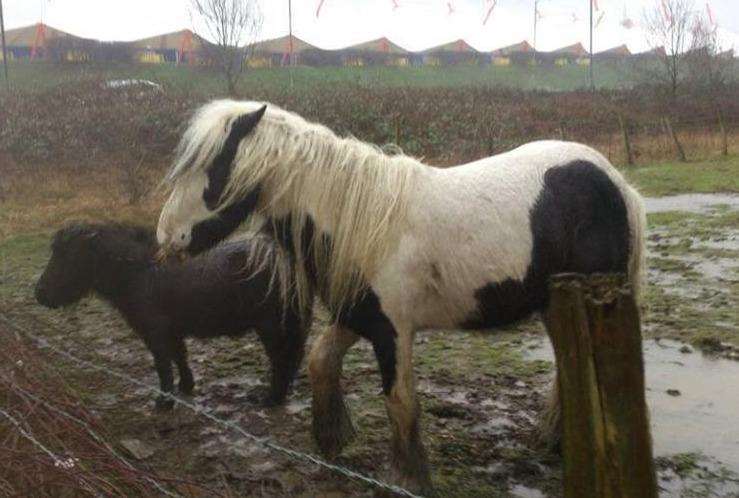 Horses in Ashford have caused concern (2073773)