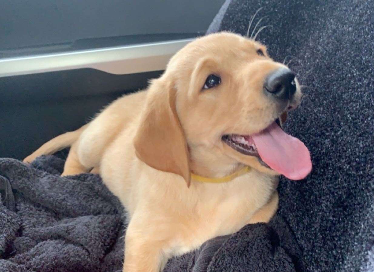 Ziggy the Labrador after being brought home