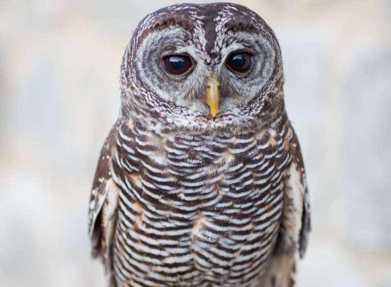 Louis the owl