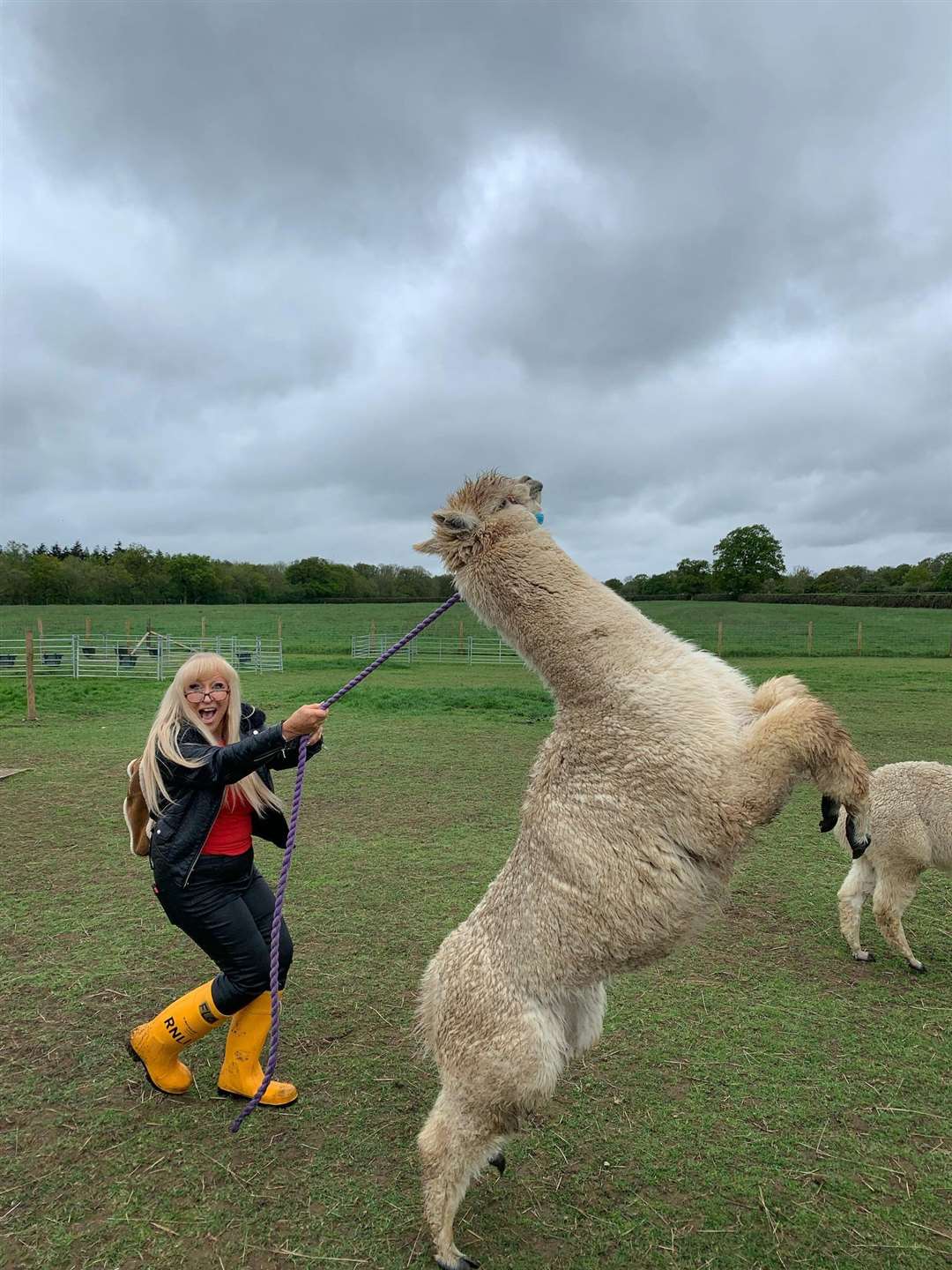 A-llama-ing! Margaret Flo McEwan is walking a mile a day in yellow wellies to raise money for the RNLI at Sheerness on Sheppey