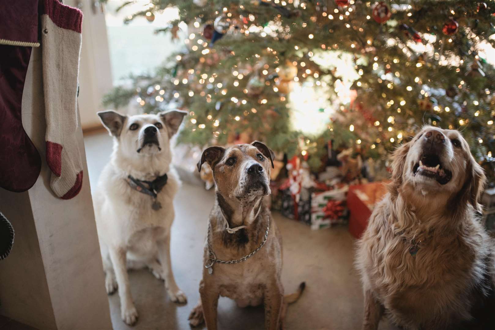Dogs could hurt themselves by chewing on fairy lights. Picture: Jasmin Schuler, Unsplash