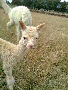 Baby alpaca stolen from Hartlip farm