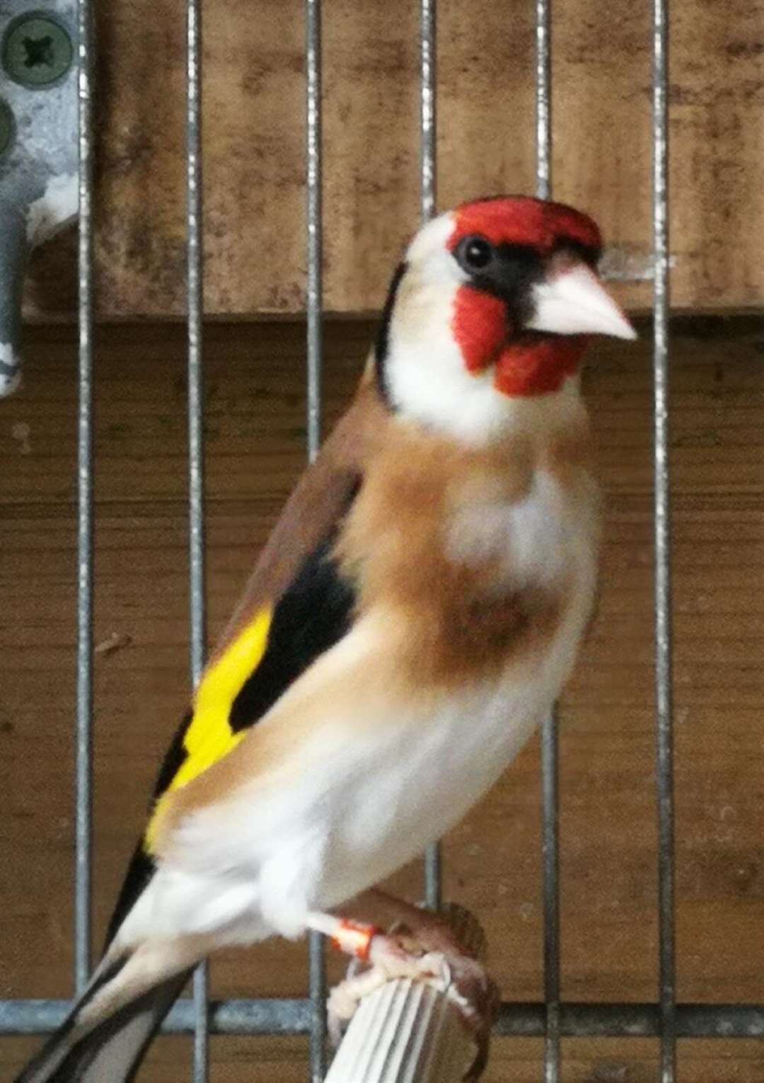 Gold finch - Kent Police (6740535)