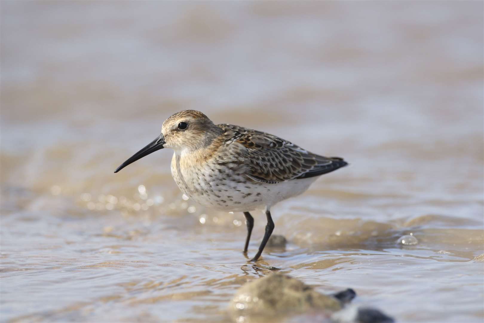 Wading birds like this Dunlin will benefit