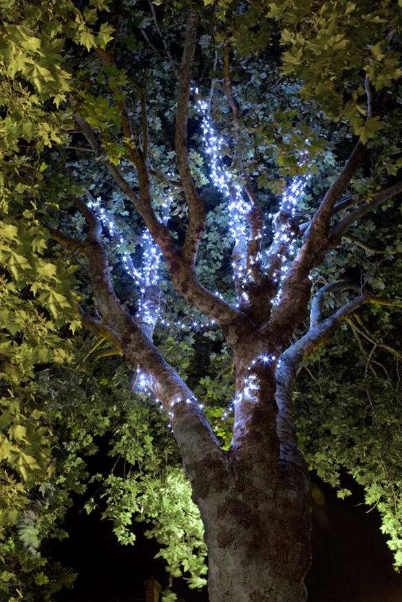Christmas lights in one of the High Street trees... in August!