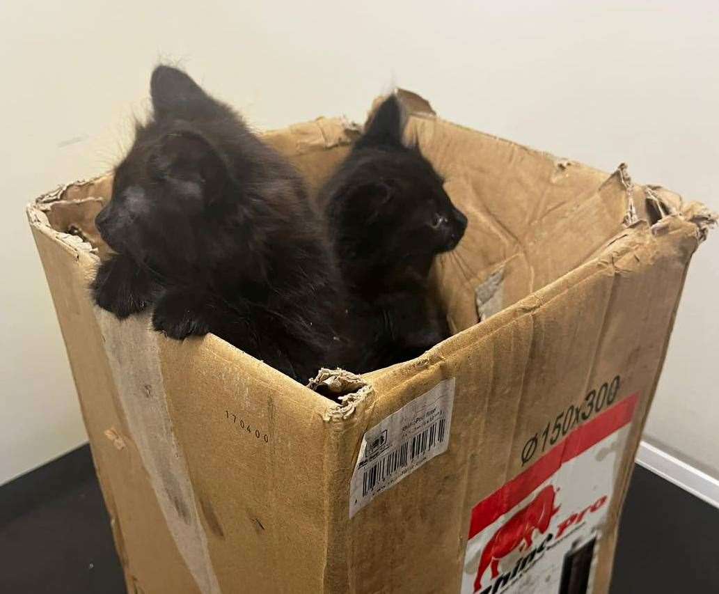 Five black kittens have been found dumped in Hales Place, Canterbury. Picture: RSPCA