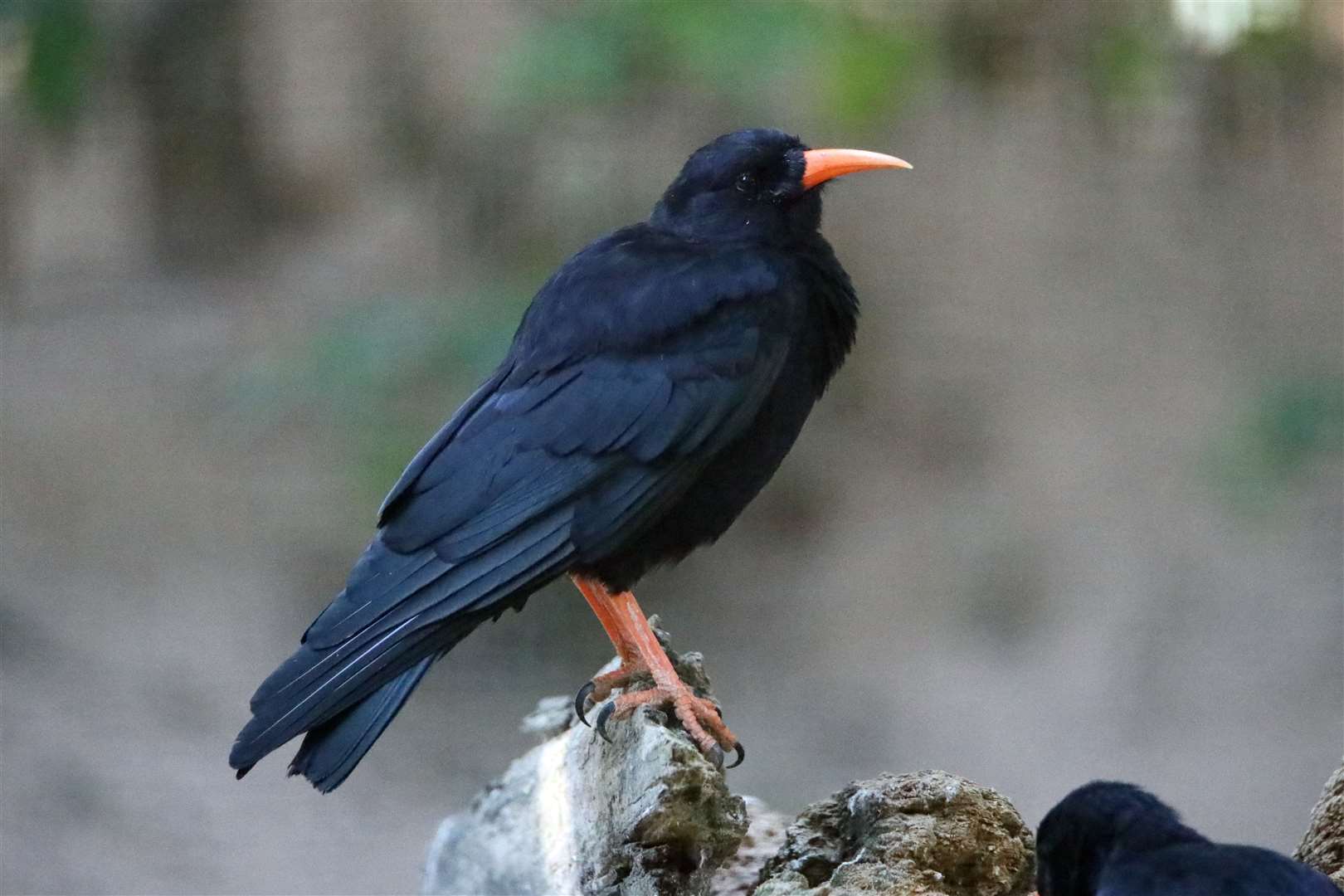 Red-billed choughs were once native to Kent but vanished from the county more than 200 years ago. Picture: Wildwood Trust