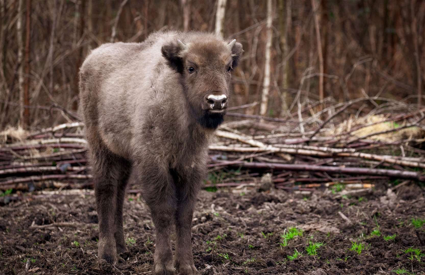 The bison born last October was the first wild one to be born in Britain for centuries