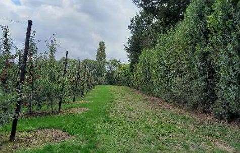 The homes are planned for land that's being used for orchards. Picture: Urban Wilderness and FCPR Environment and Design Ltd